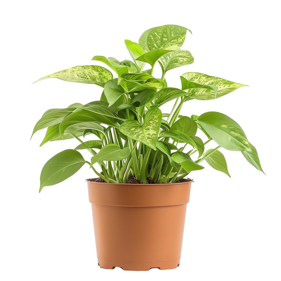 Vibrant potted green plant with broad leaves showcases its lush foliage, bringing refreshing touch to any space. Its healthy appearance adds sense of tranquility and nature indoors png