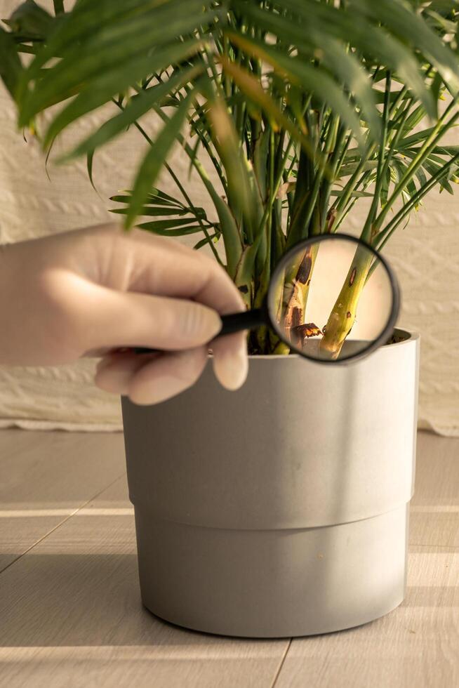 Examining plant health with a magnifying glass in bright indoor setting. photo