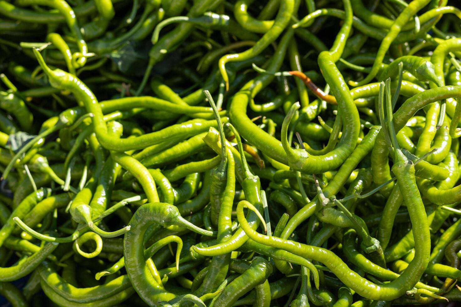 Fresh green chilies piled together at local market in bright daylight photo