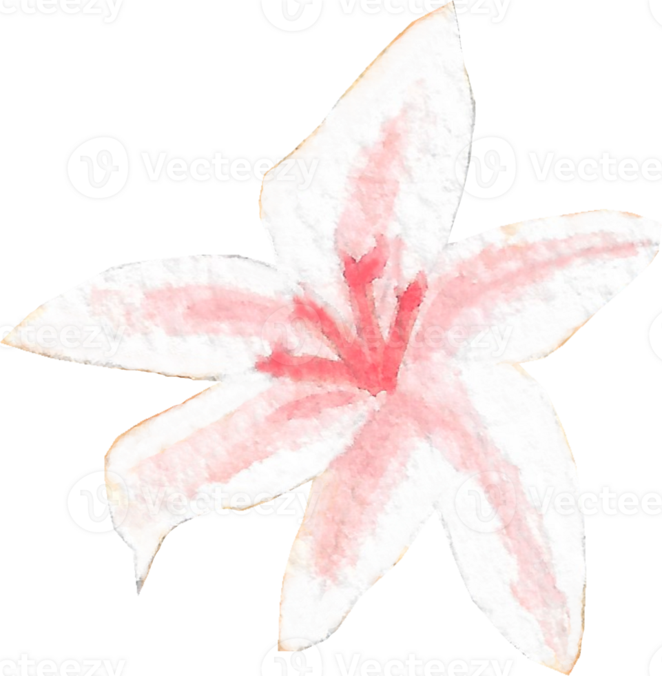 Light pink lily with pink pollen that is drawn and painted by hand in watercolor fine art style png