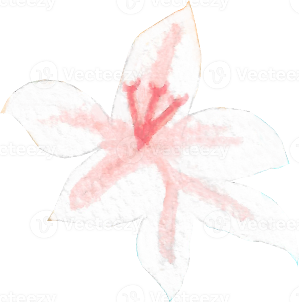 Light pink lily with pink pollen and 6 petals that is drawn and painted by hand in watercolor fine art style png