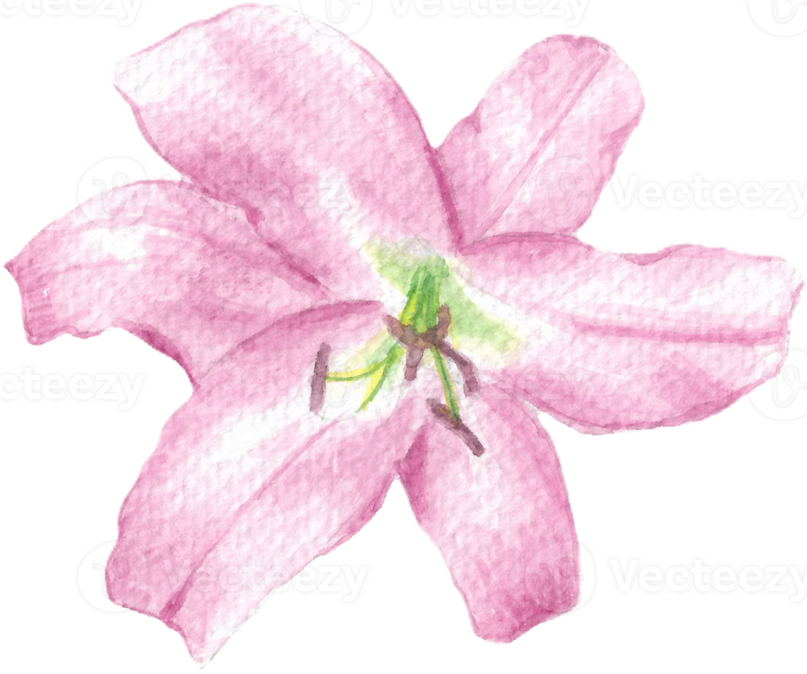 Pink lily with pink pollen and big petals that is drawn and painted by hand in watercolor fine art style png
