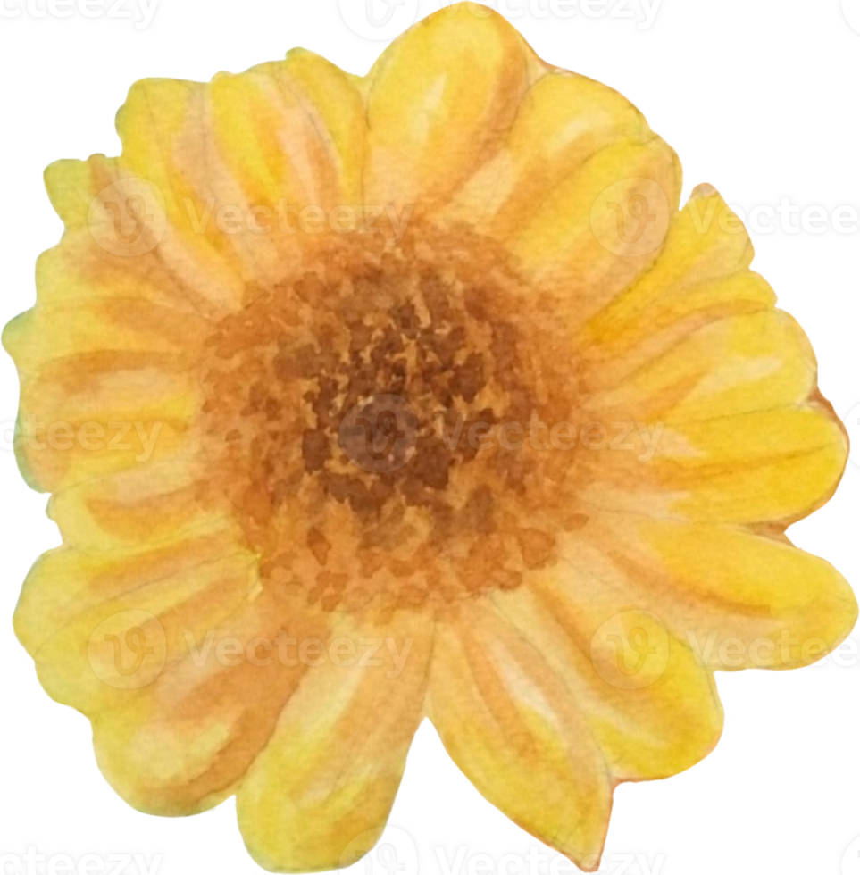A sunflower that is drawn and painted by hand in watercolor fine art style png