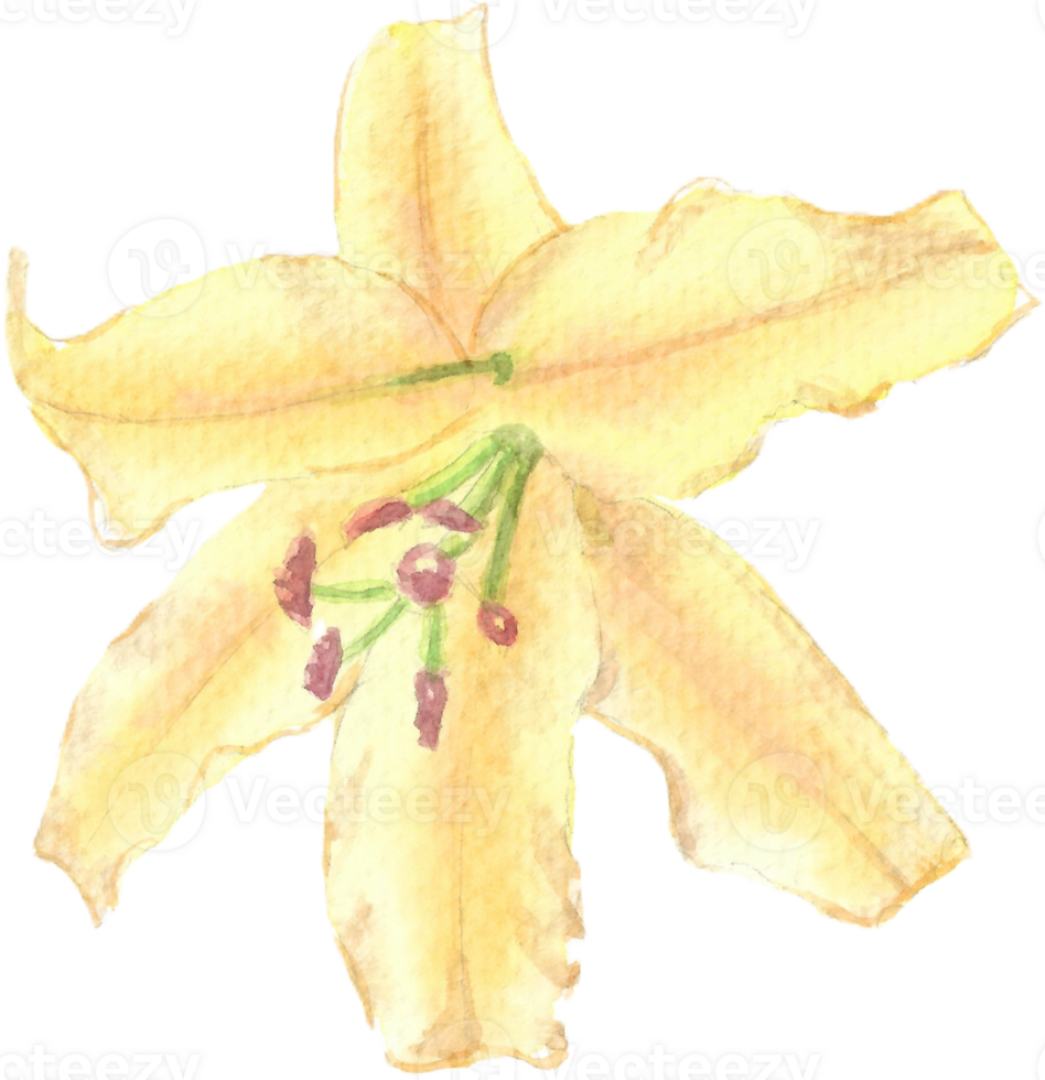 Yellow lily with red pollen and big beautiful petals that is drawn and painted by hand in watercolor fine art style png