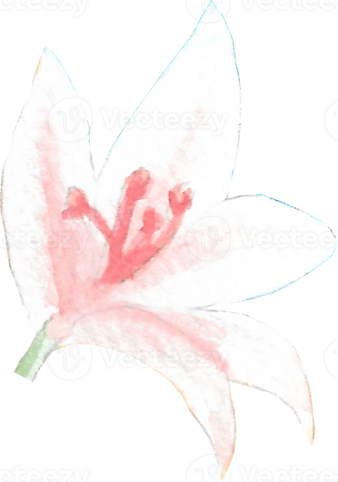 Light pink lily with pink pollen in whole flower view that is drawn and painted by hand in watercolor fine art style png