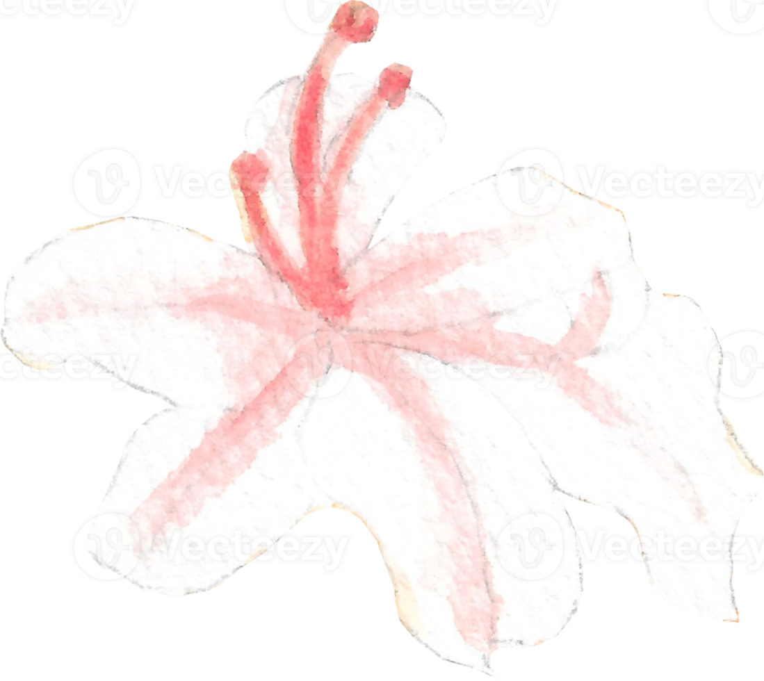 Light pink lily with pink pollen in right side angle that is drawn and painted by hand in watercolor fine art style png