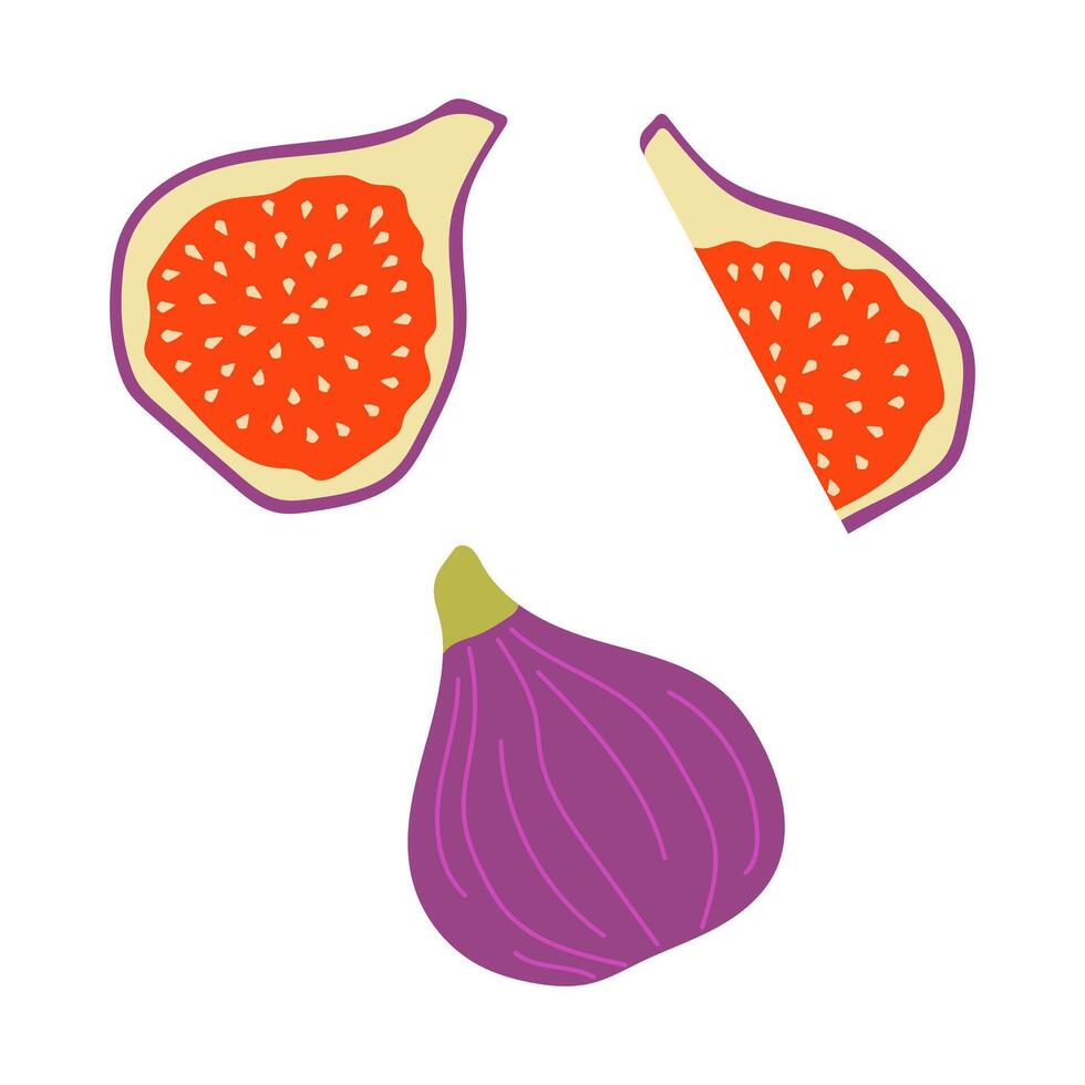 Brightly colored fresh figs displayed in a creative arrangement featuring whole and sliced pieces vector