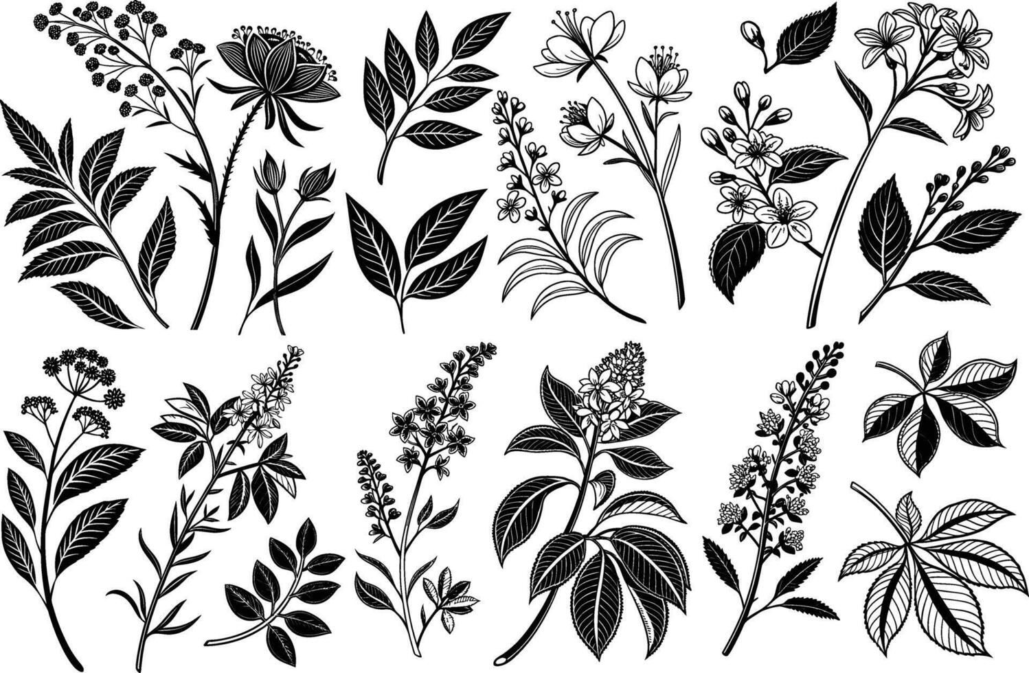 A collection of black and white drawings of various flowers and plants vector