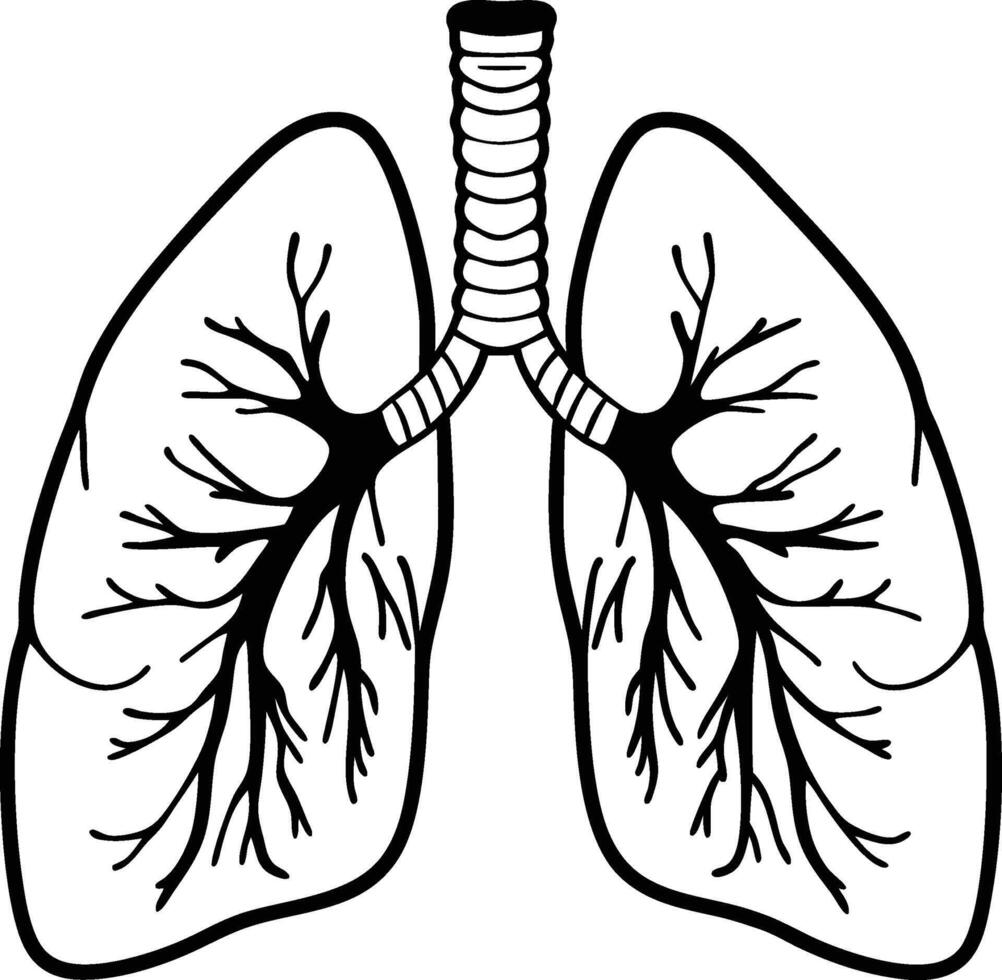 Human lung in a black and white vector