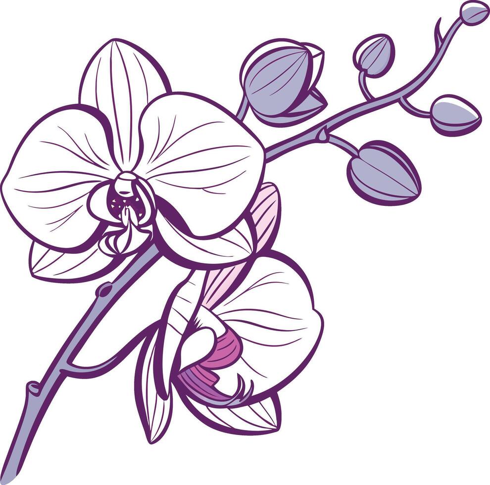 Colorful Orchid Graphic Design vector