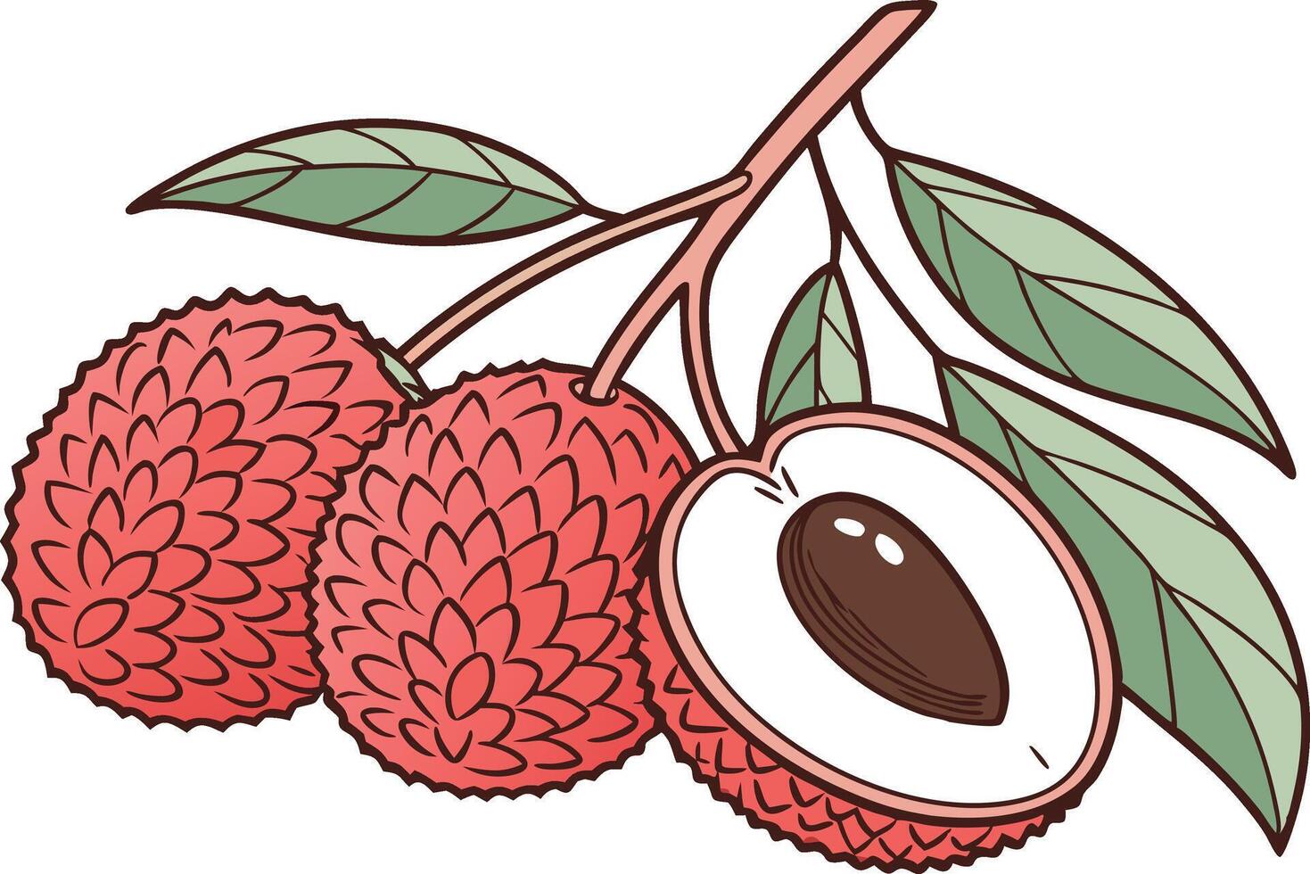 Lichi Fruit Colored Clipart Drawing vector
