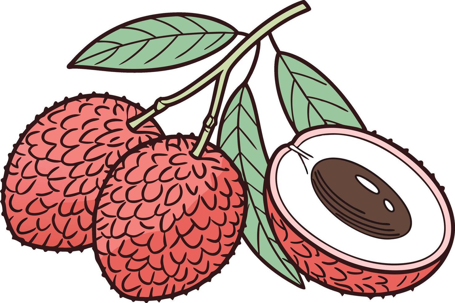 Lychee Lichi Colored Design Illustration vector