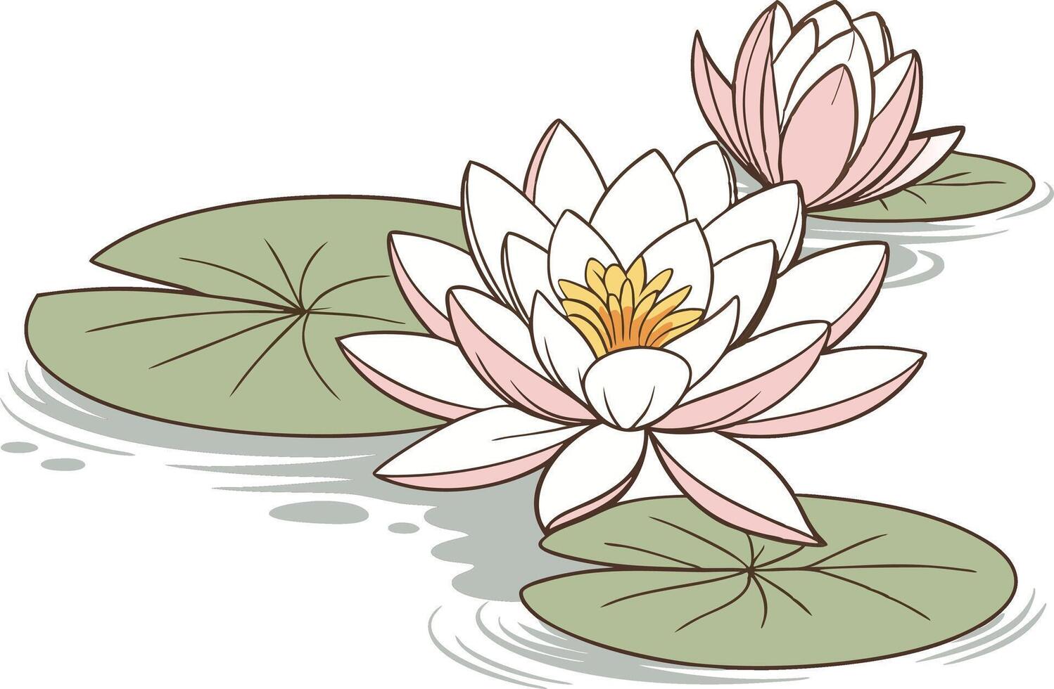 Shapla Flower Colored Design Illustration vector