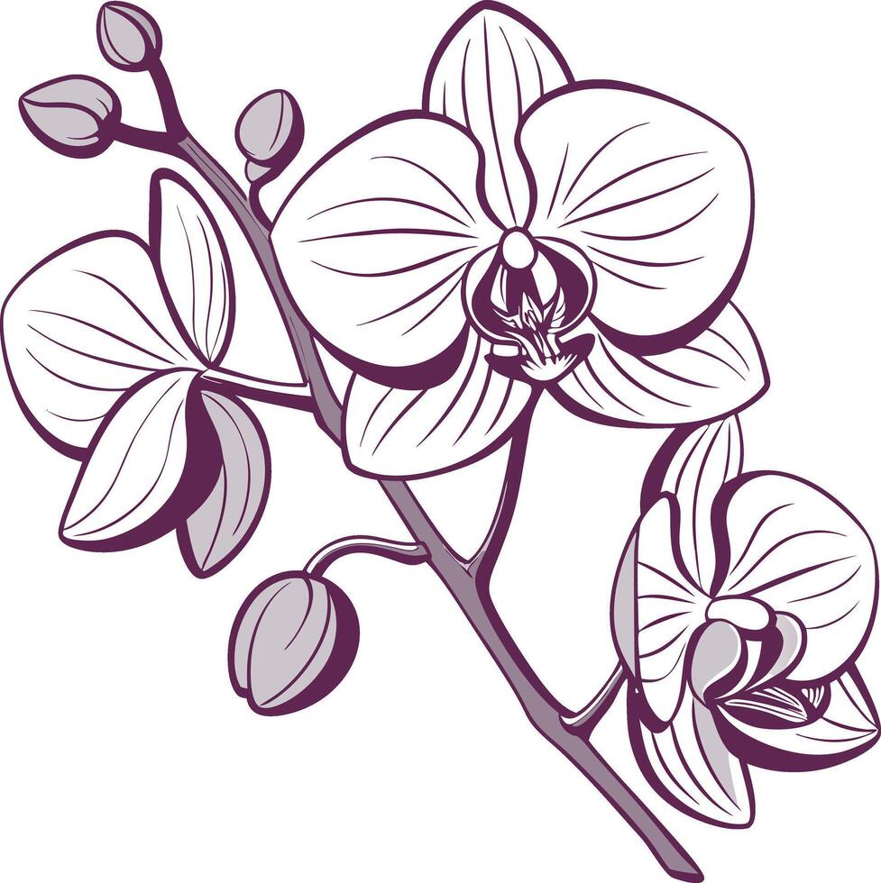 Artistic Colored Orchid Drawing vector