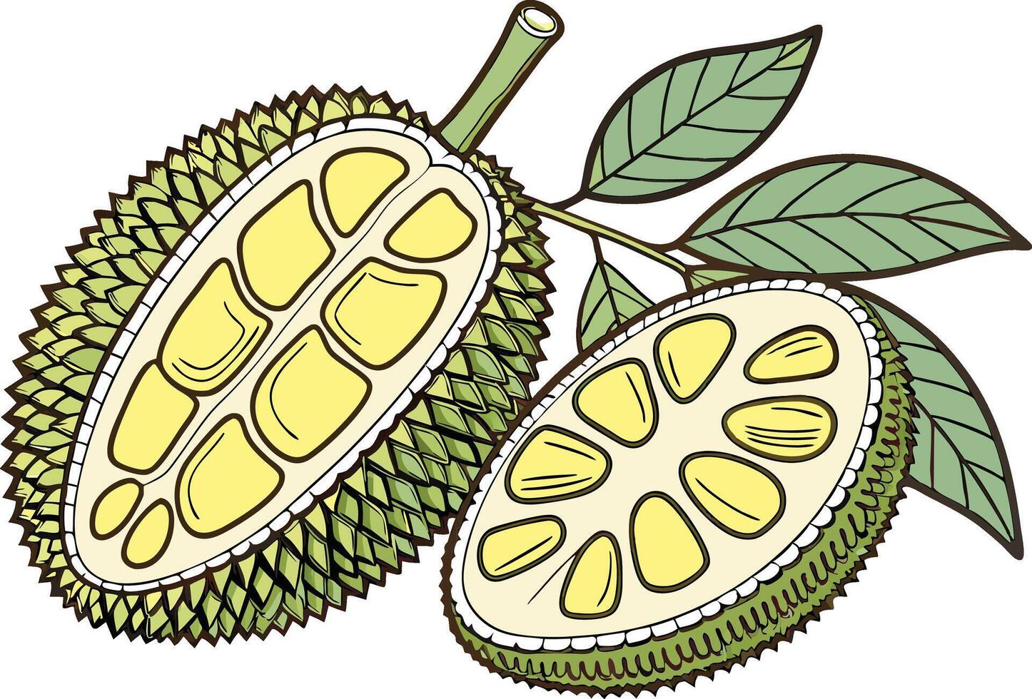 Jackfruit Colored Clipart Drawing vector