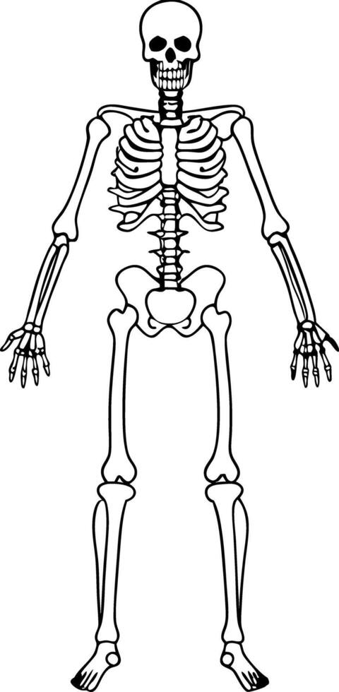 Anatomy Line Art Standing Skeleton Illustration, Bone Structure, Medical, Halloween Icon vector