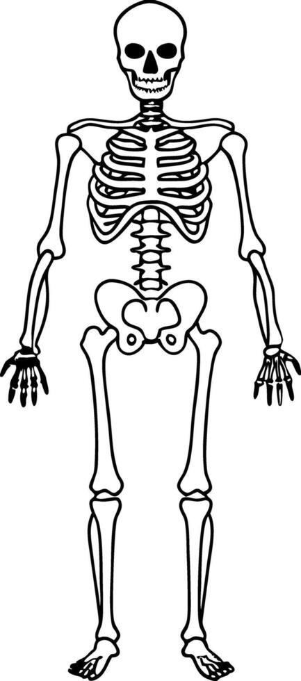 Anatomical Outline Full Human Skeleton Stand Still. Black White Medical vector