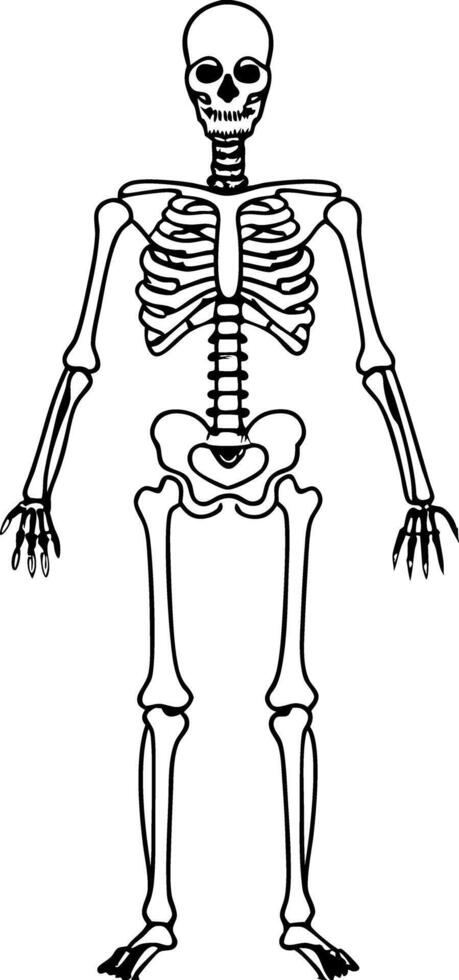 Full Skeleton Outline Drawing, Anatomy Illustration, Medical, Halloween Theme vector