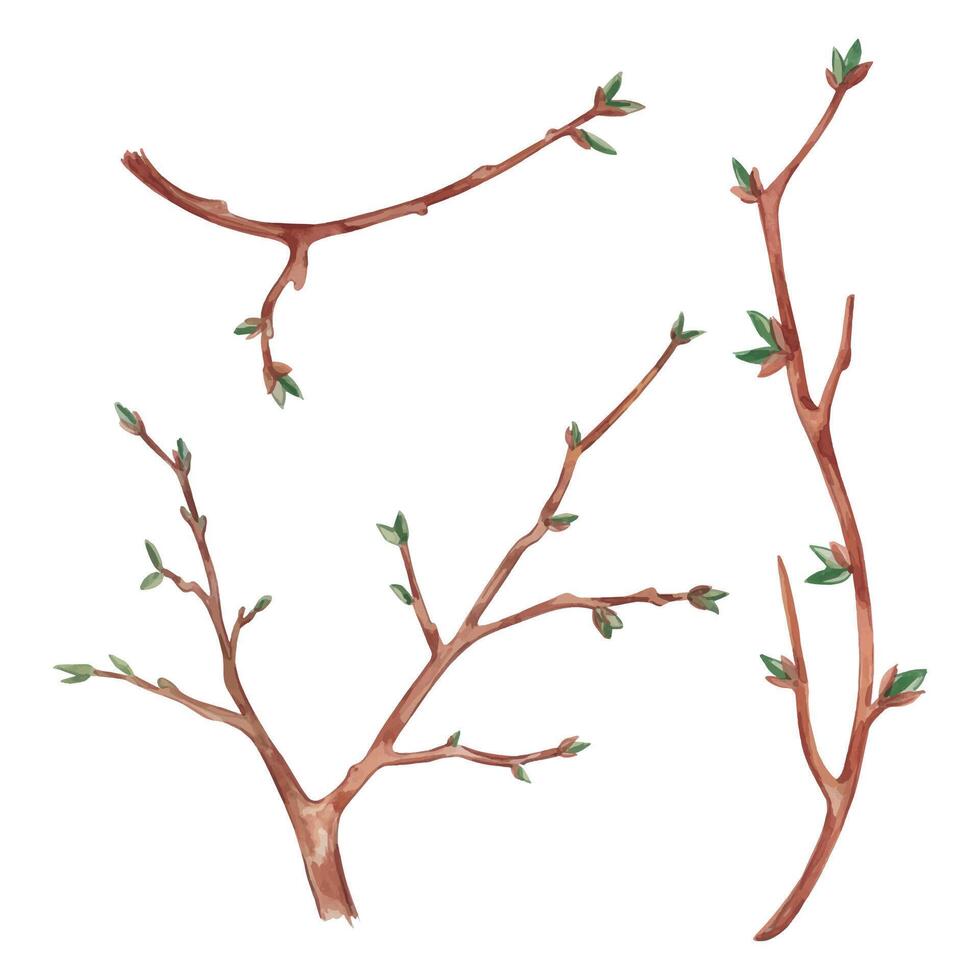 Young tree branches of red-brown color with green buds. Branches of different sizes, hand-drawn in watercolor. Watercolor illustration suitable for wallpaper, textile design. High quality illustration vector