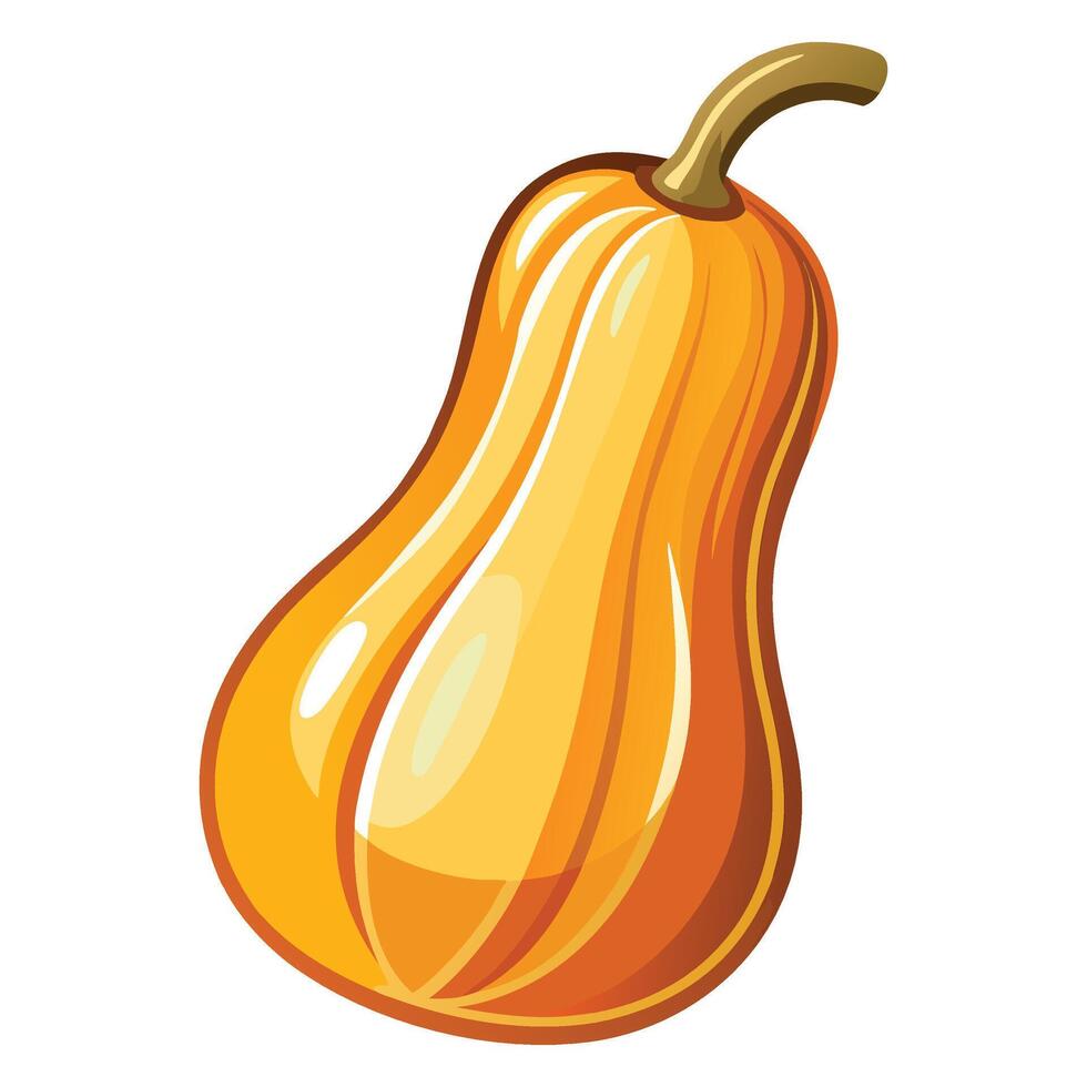 Butternut Squash clipart on white background vector