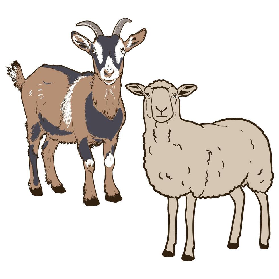 Two goats full color sketch vector
