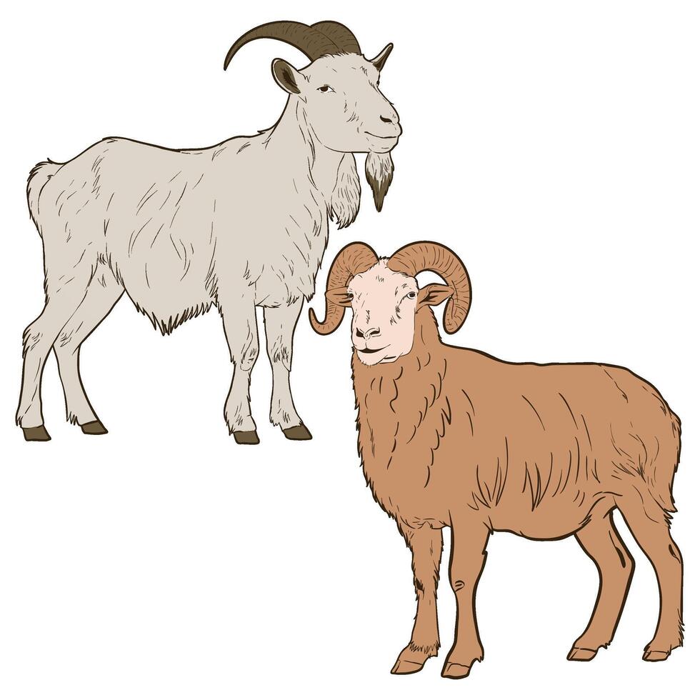 Two goats illustrations full color vector