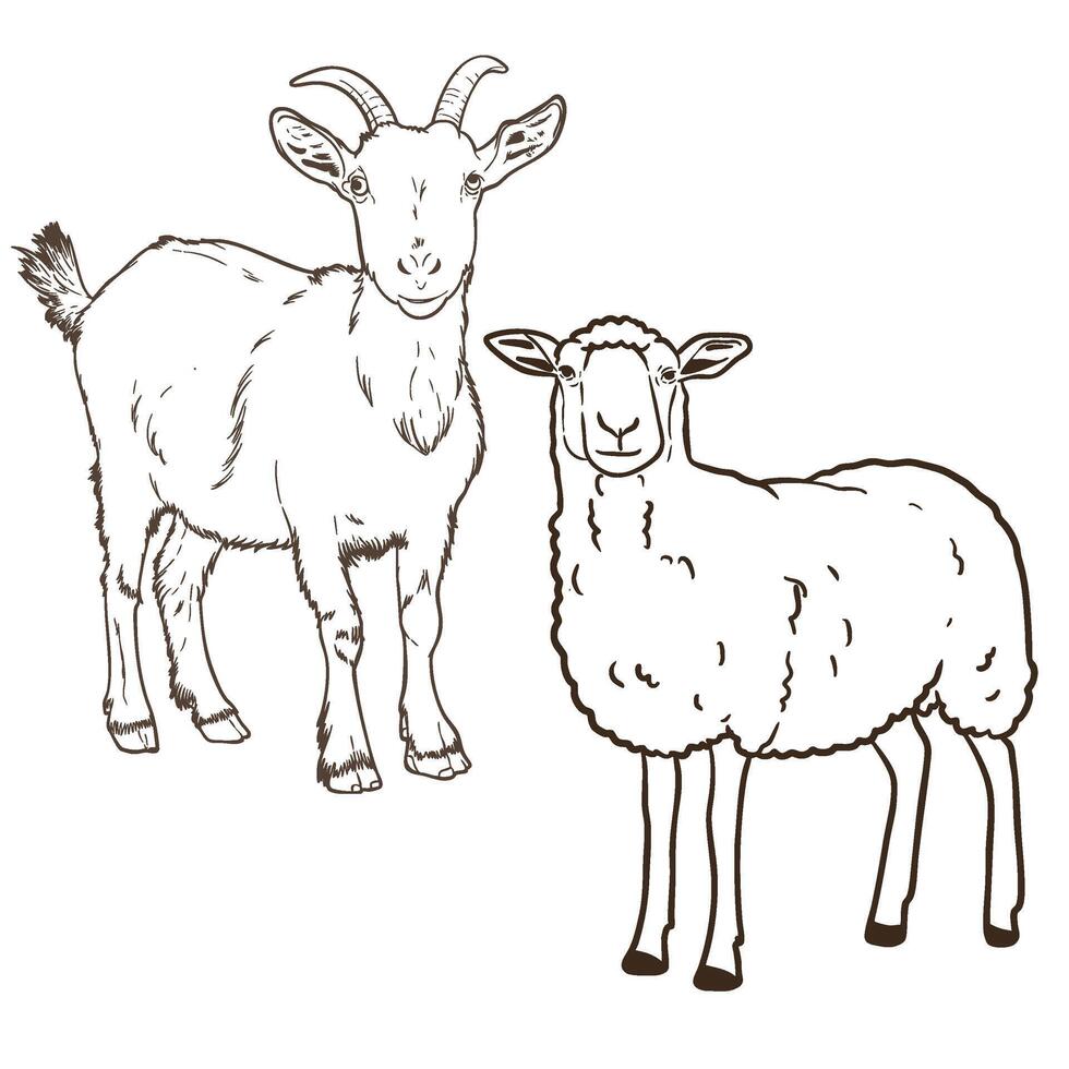 goat and sheep line art sketch vector