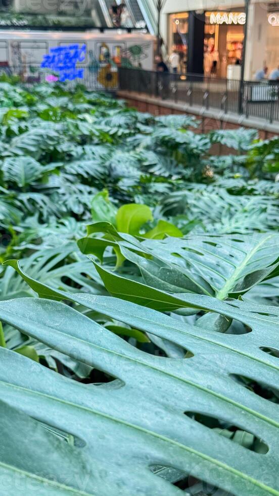 Lush greenery amidst urban shopping center with monstera plants adding a tropical touch to the spacious indoor environment photo
