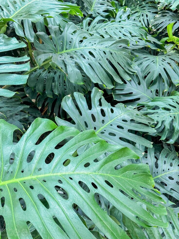 Lush monstera leaves in vibrant green garden setting with intricate patterns and natural elegance captured in close-up botanical photo