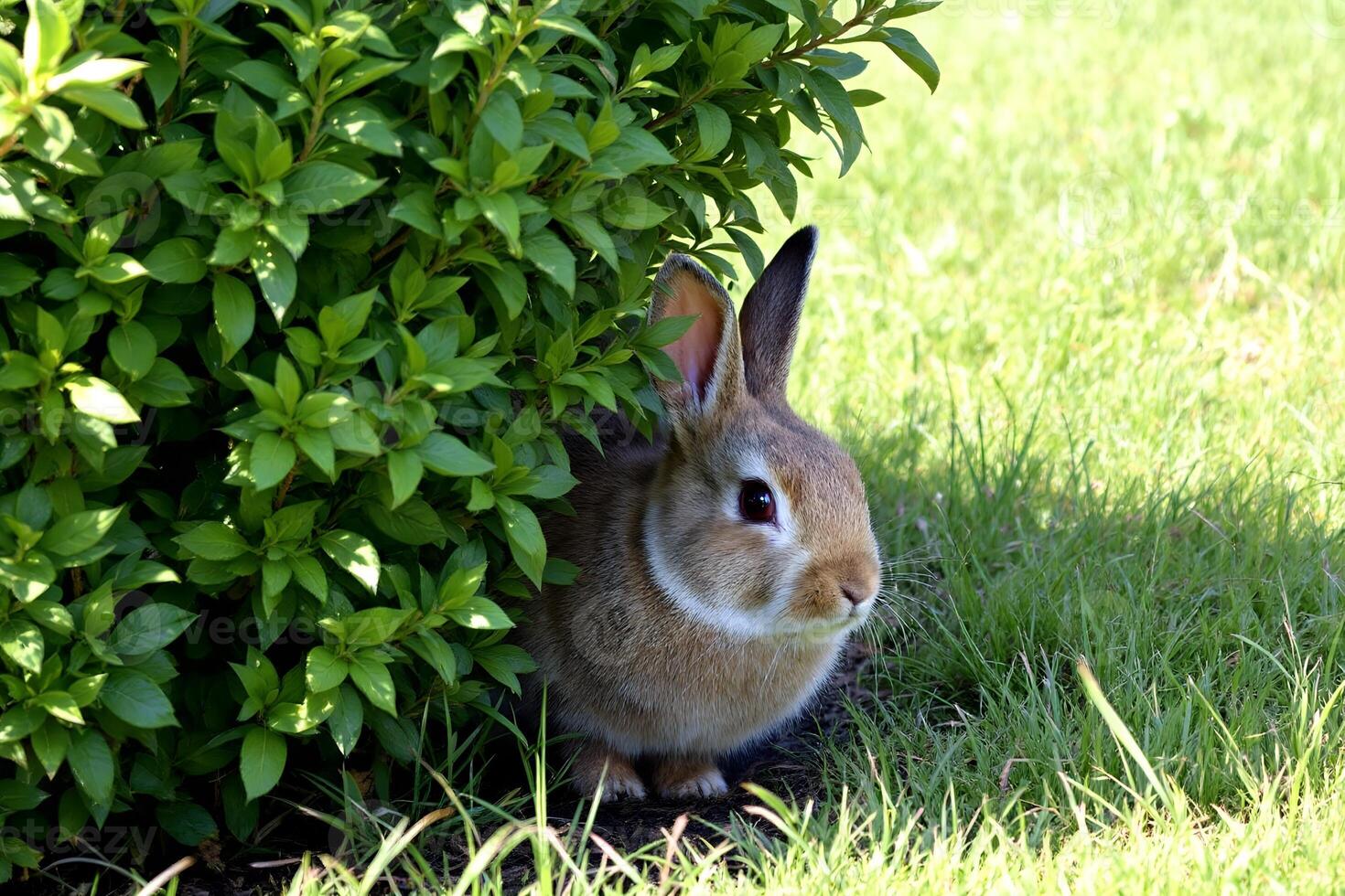 cottagecore rabbit hiding under tree photo