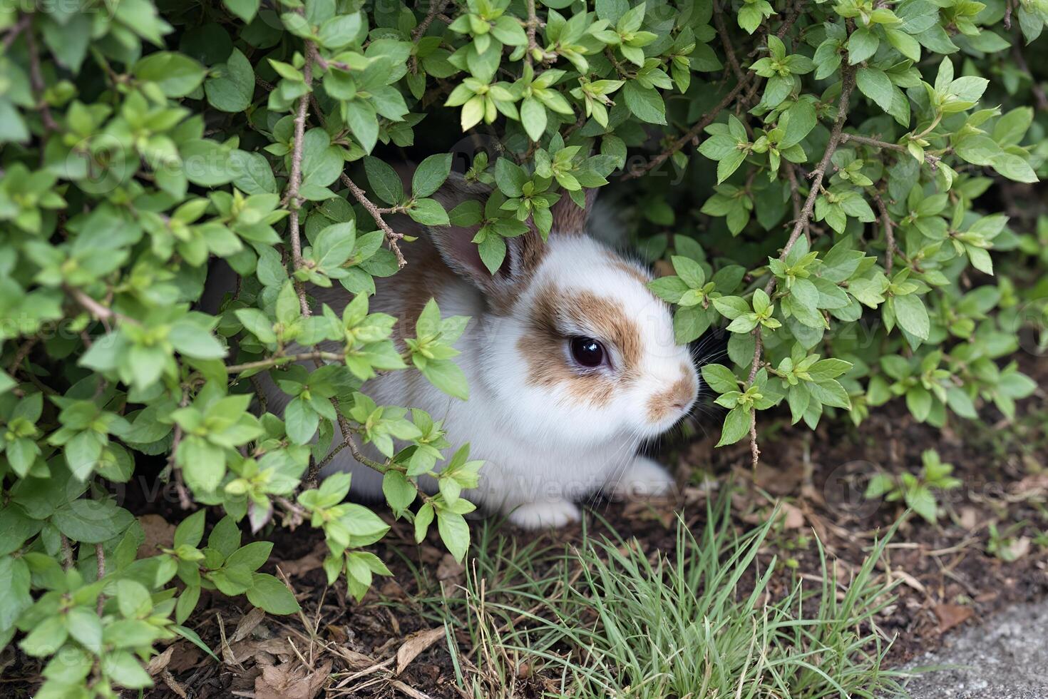 cottagecore rabbit hiding photo