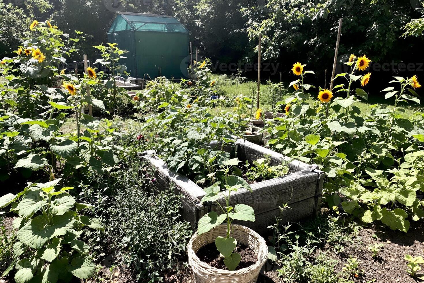 cottagecore garden filled photo