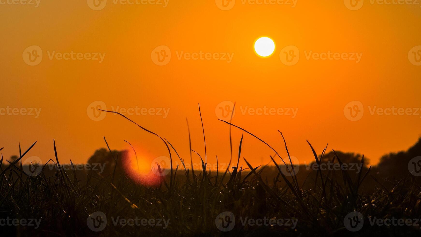 Golden sunset over a serene landscape with silhouetted grass and trees, capturing the beauty of nature in a warm orange glow photo
