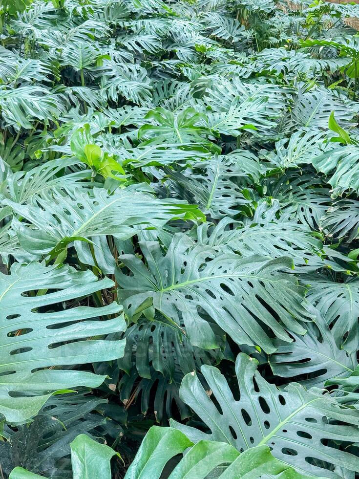 Lush green monstera leaves creating a dense tropical canopy under daylight with intricate patterns and vibrant green shades highlighting nature's beauty photo