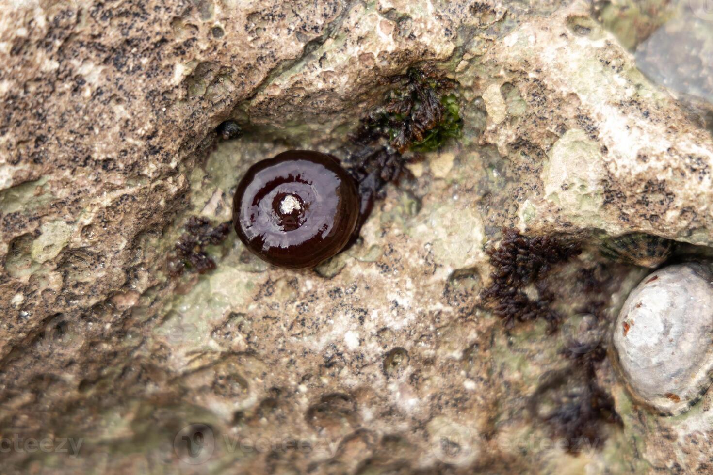 close up of seabed creatures after low tide in france photo