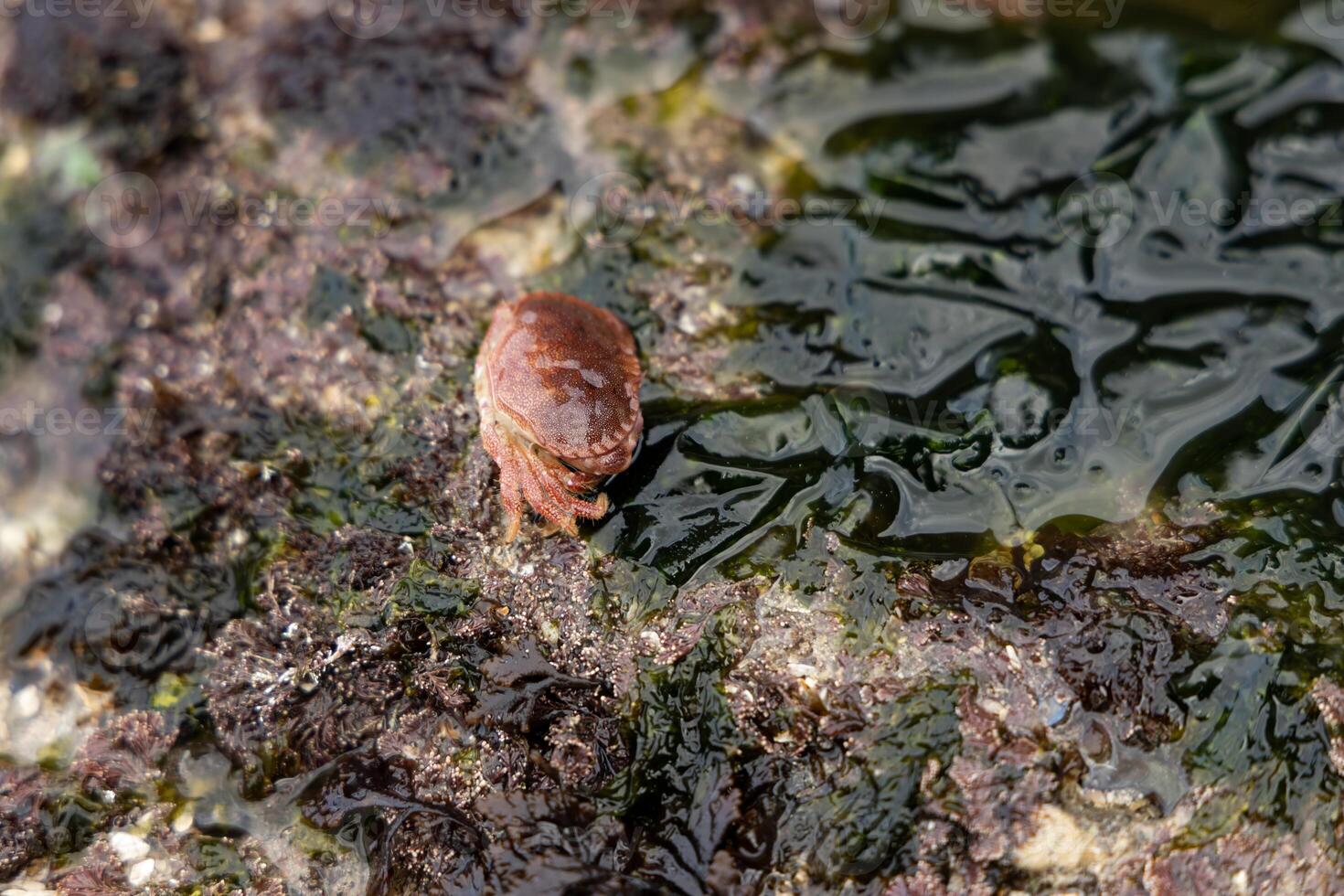 The seabed was exposed at low tide. Green algae and attached mollusks are visible on the weathered rocks. Clouds in the blue sky. Seychelles. Mahe. photo