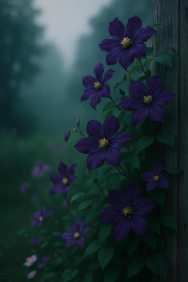 Purple clematis flowers blooming on vine during misty early morning photo
