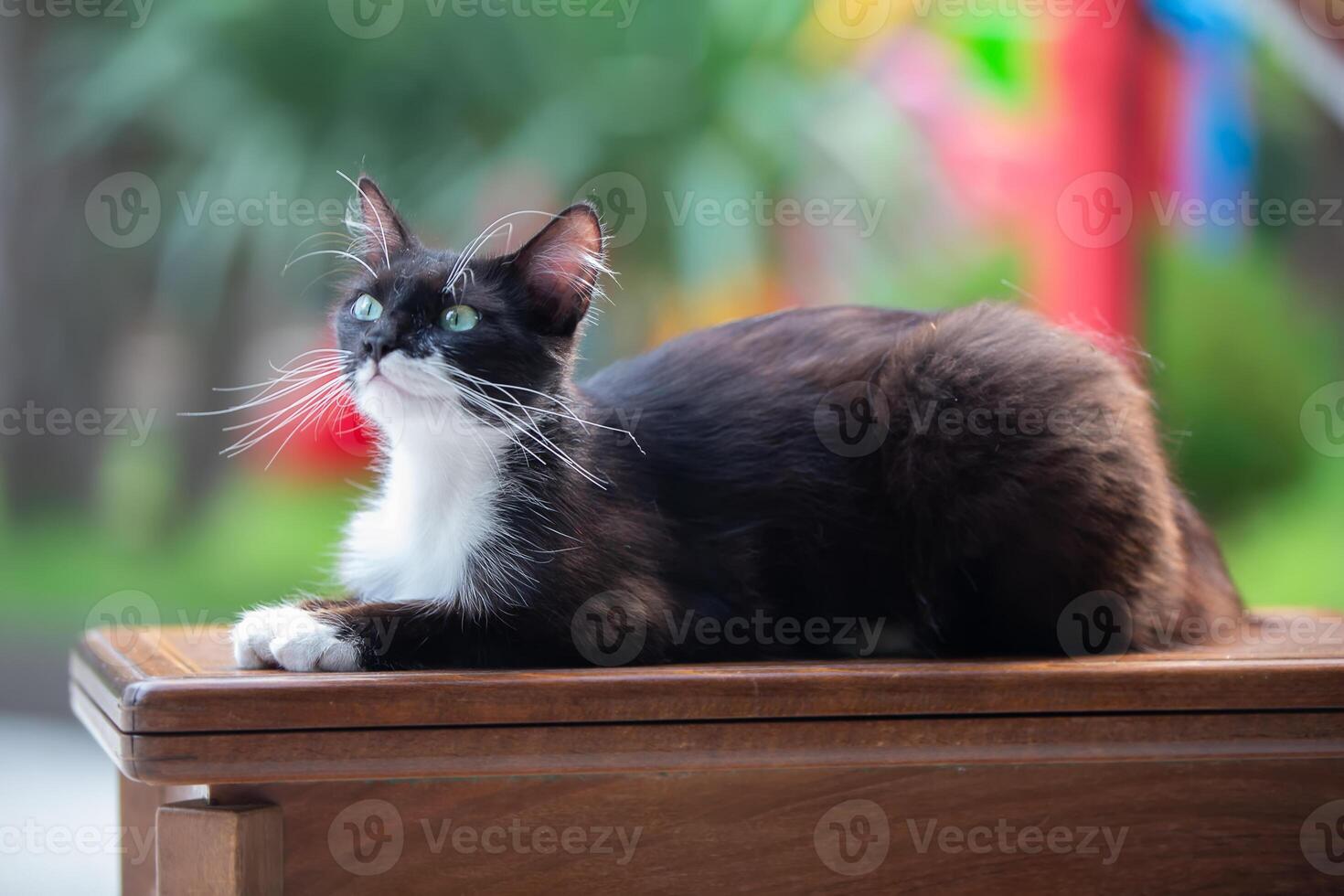 A black and white cat is laying on a wooden table. The cat has a green eye and a white spot on its face. photo