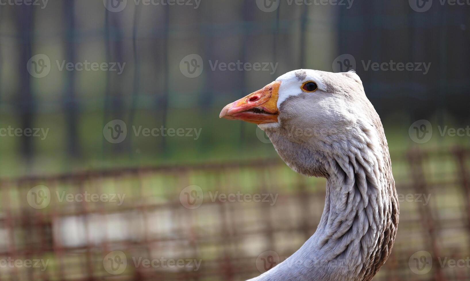 Close-up of a white goose with an orange beak. Breeding poultry for meat. photo