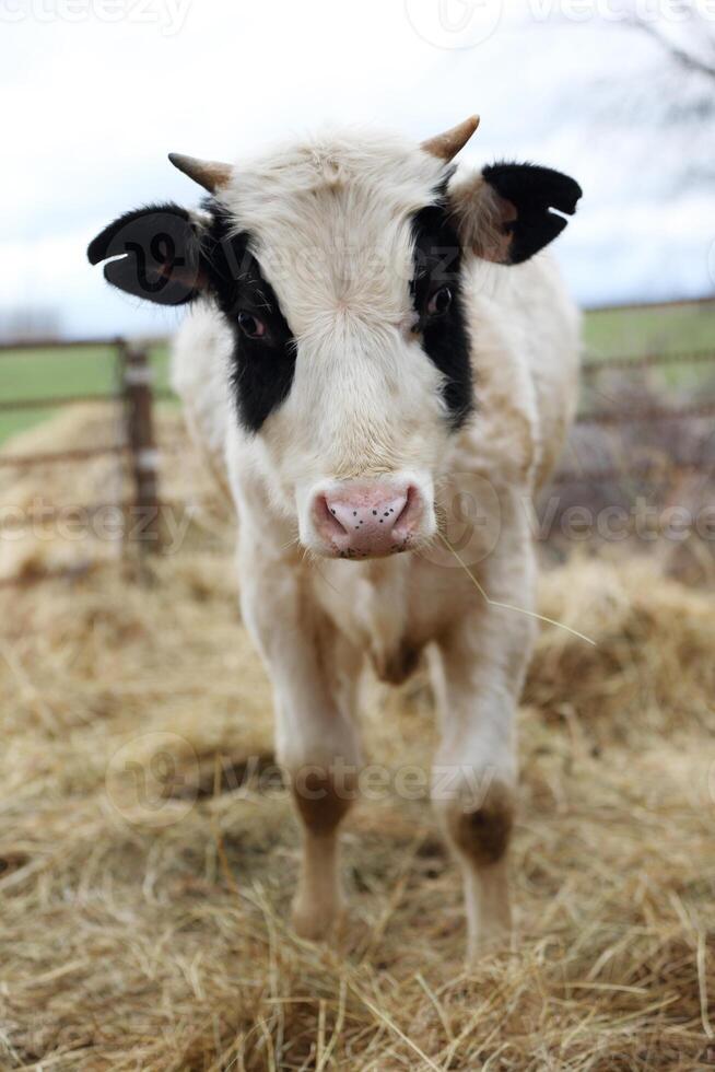 A young cow is standing in a field of hay. The cow is black and white and has a black nose photo