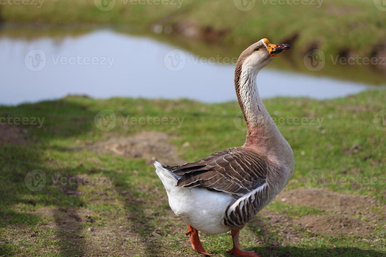 A goose stands on a grassy area near a pond photo
