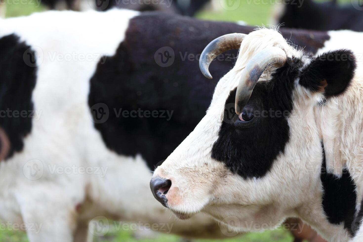 A cow with a white muzzle and a black body stands in a field photo