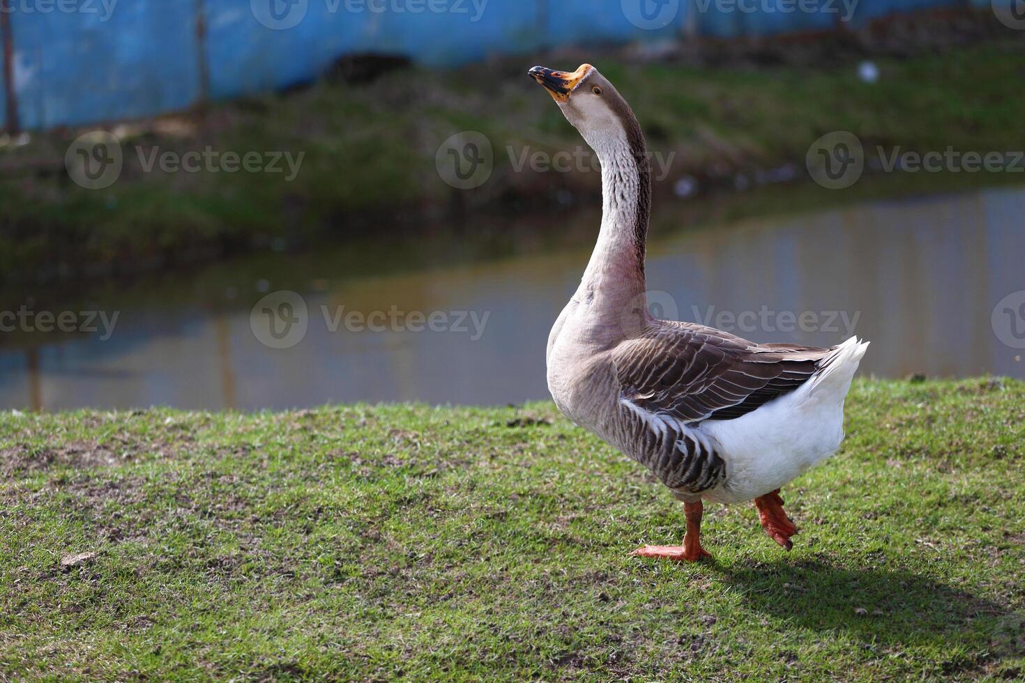 A domestic goose stands on a grassy area near a pond photo