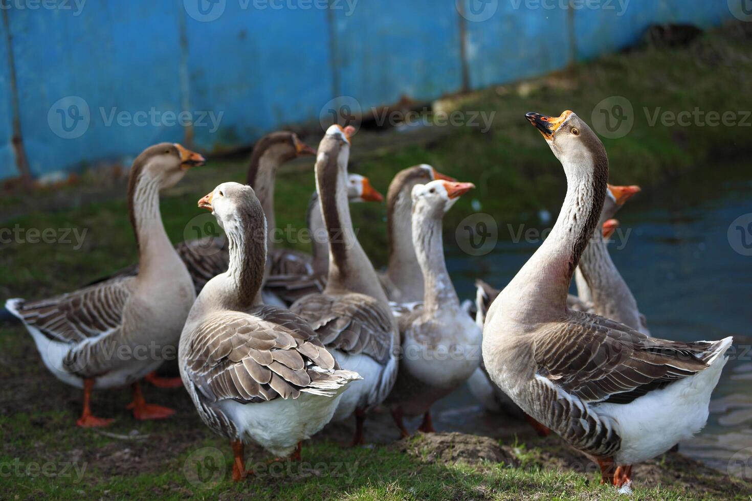 A flock of domestic geese goes out to graze after swimming in a pond. photo