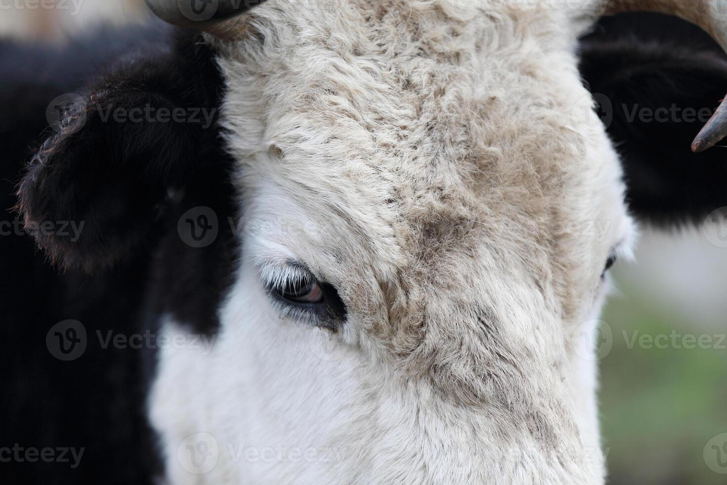 Face of a cow with a white muzzle close-up photo