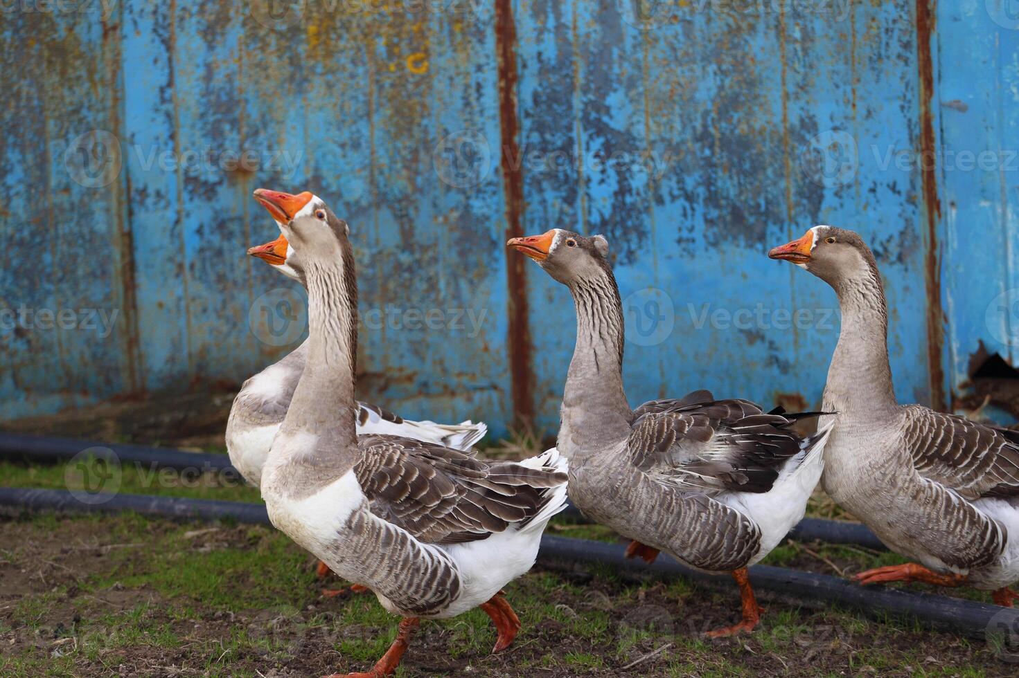 A group of domestic geese graze on green grass on a farmstead photo