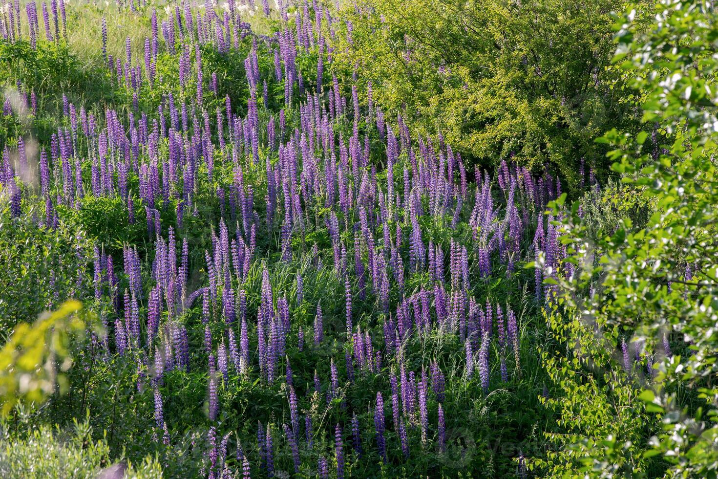 Beautiful background of a meadow covered with purple lupine photo