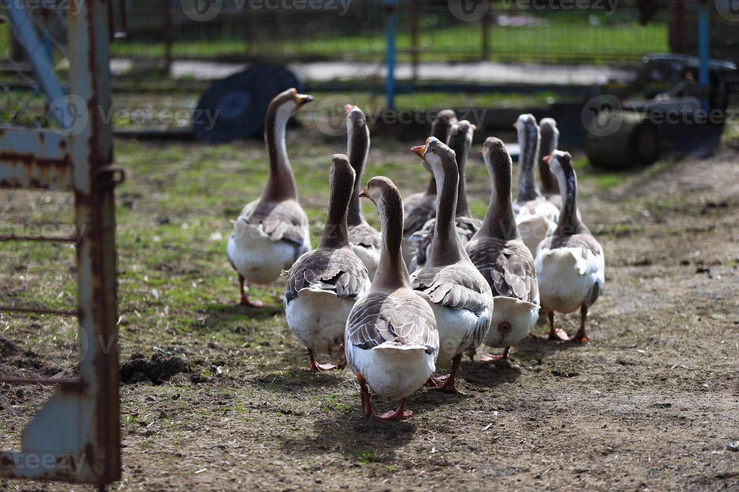 A flock of domestic geese walks into a pen on a farmstead. photo
