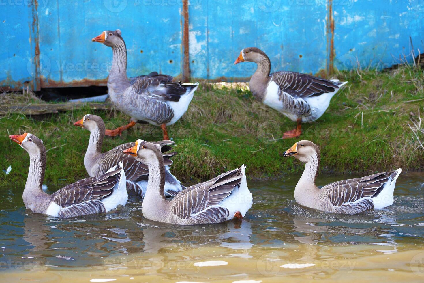 Beautiful geese in water and on land. Geese swim with their beaks in an artificial pond with muddy water photo