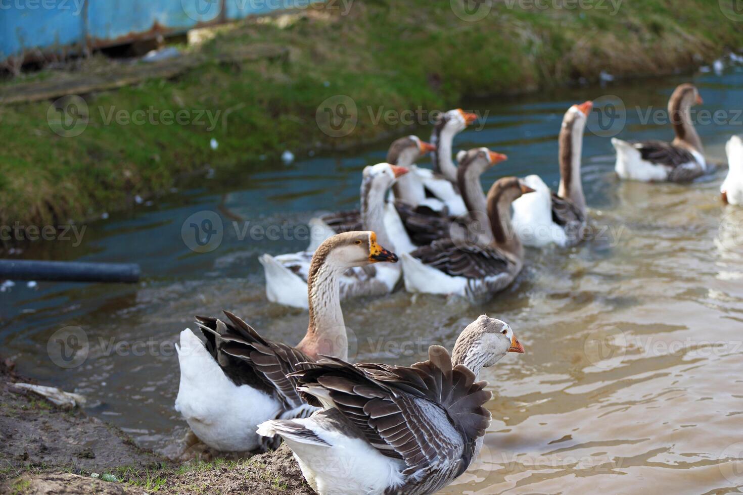 Geese with orange beaks swim in a man-made pond with murky water on a summer day photo
